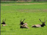Clues for Finding Trophy Deer and Elk