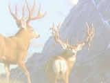 Conservation Expo Raises Money for Mule Deer