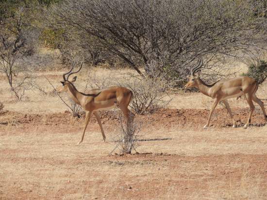 Impalas on Safari