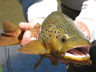 fishing-trout-in-chile.png